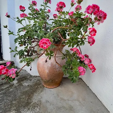 Salvatorosa 别墅 维克艾库塞