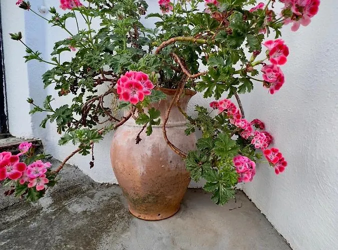 Salvatorosa 빌라 비코에쿠엔세